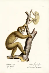 Slanke Loris, 1824